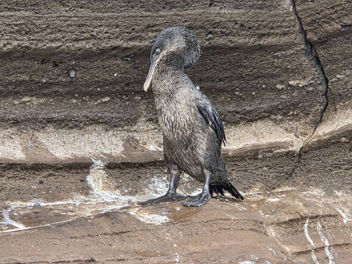 Flightless Cormorant - ML645283393