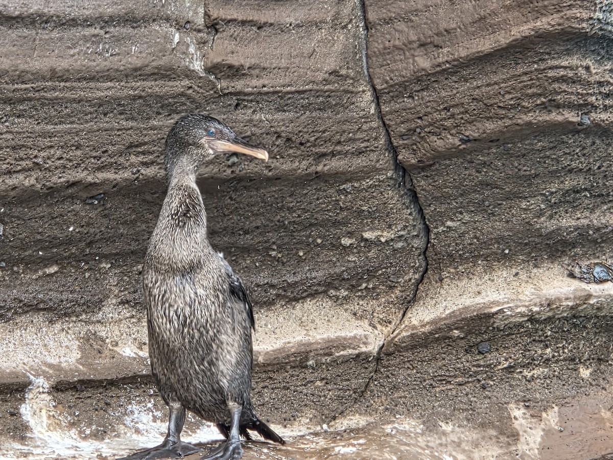 Flightless Cormorant - ML645283394