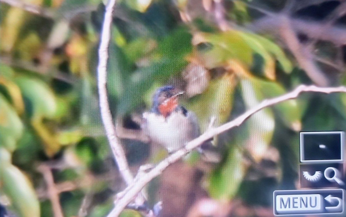 Singschwalbe - ML645283402