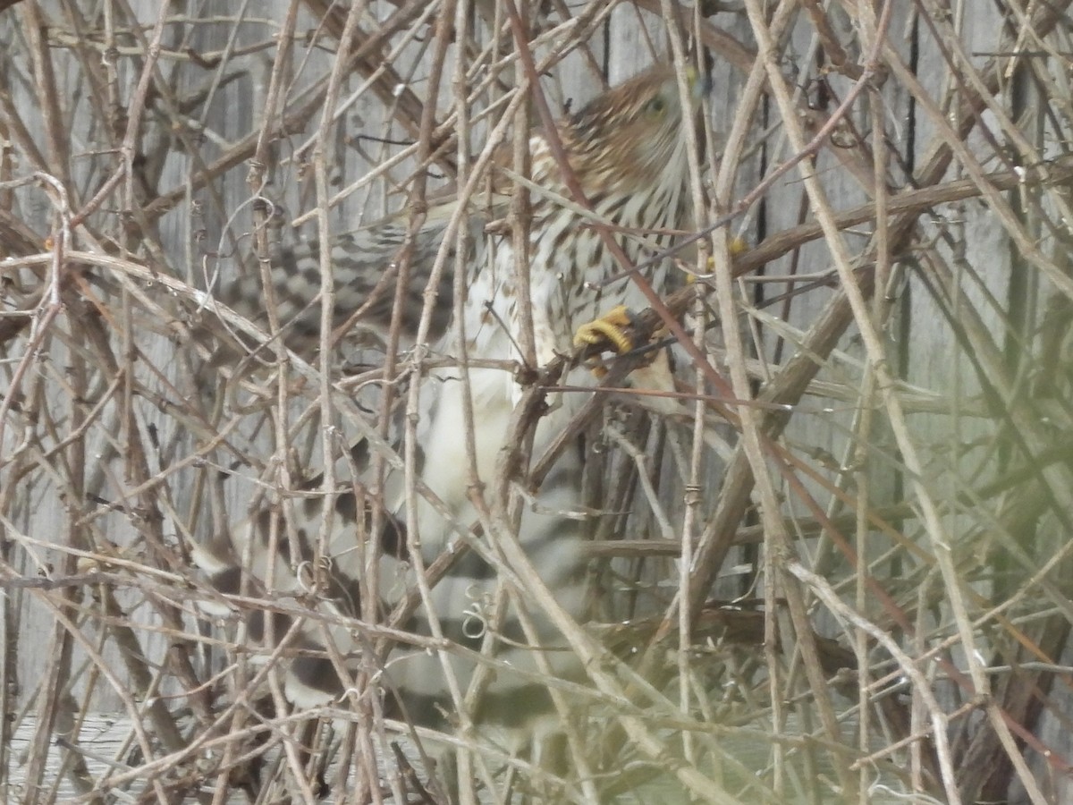 Cooper's Hawk - ML645283408