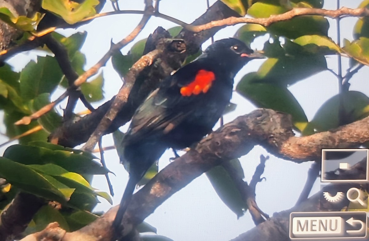 Al Omuzlu Tırtılyiyen - ML645283415