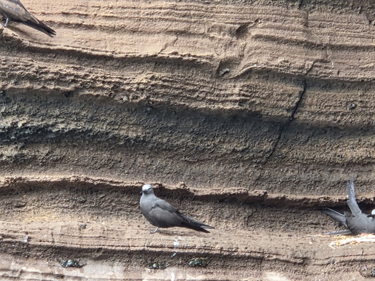 Brown Noddy - ML645283420