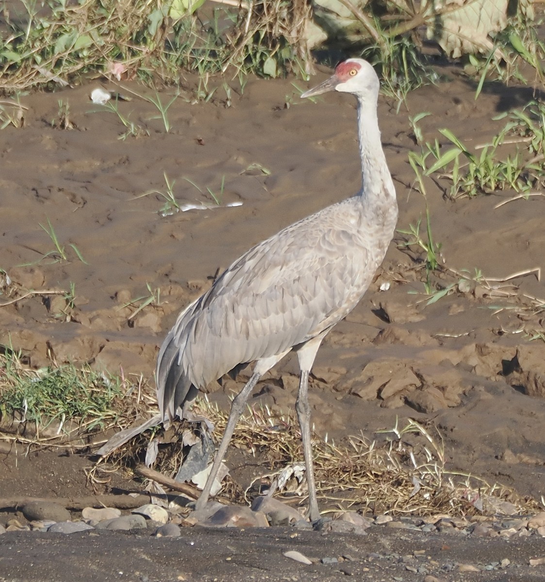 Sandhill Crane (Lesser) - ML645283427