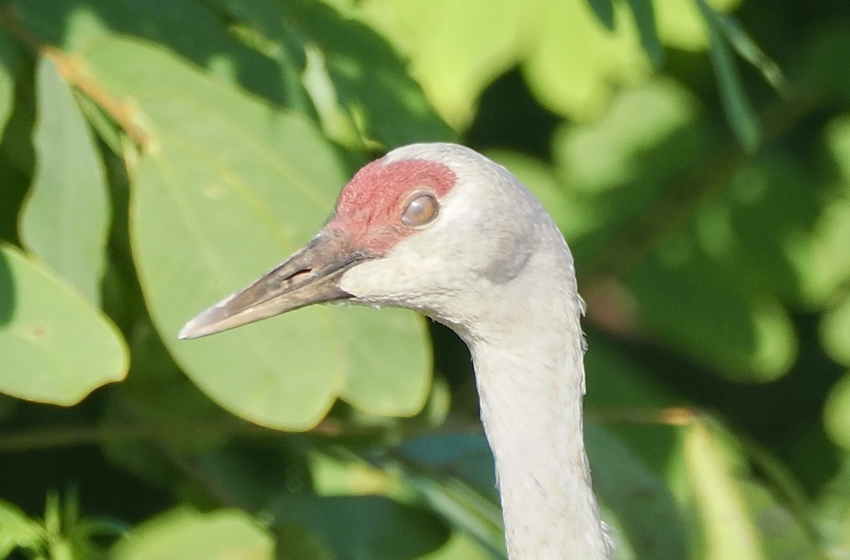 Sandhill Crane (Lesser) - ML645283428