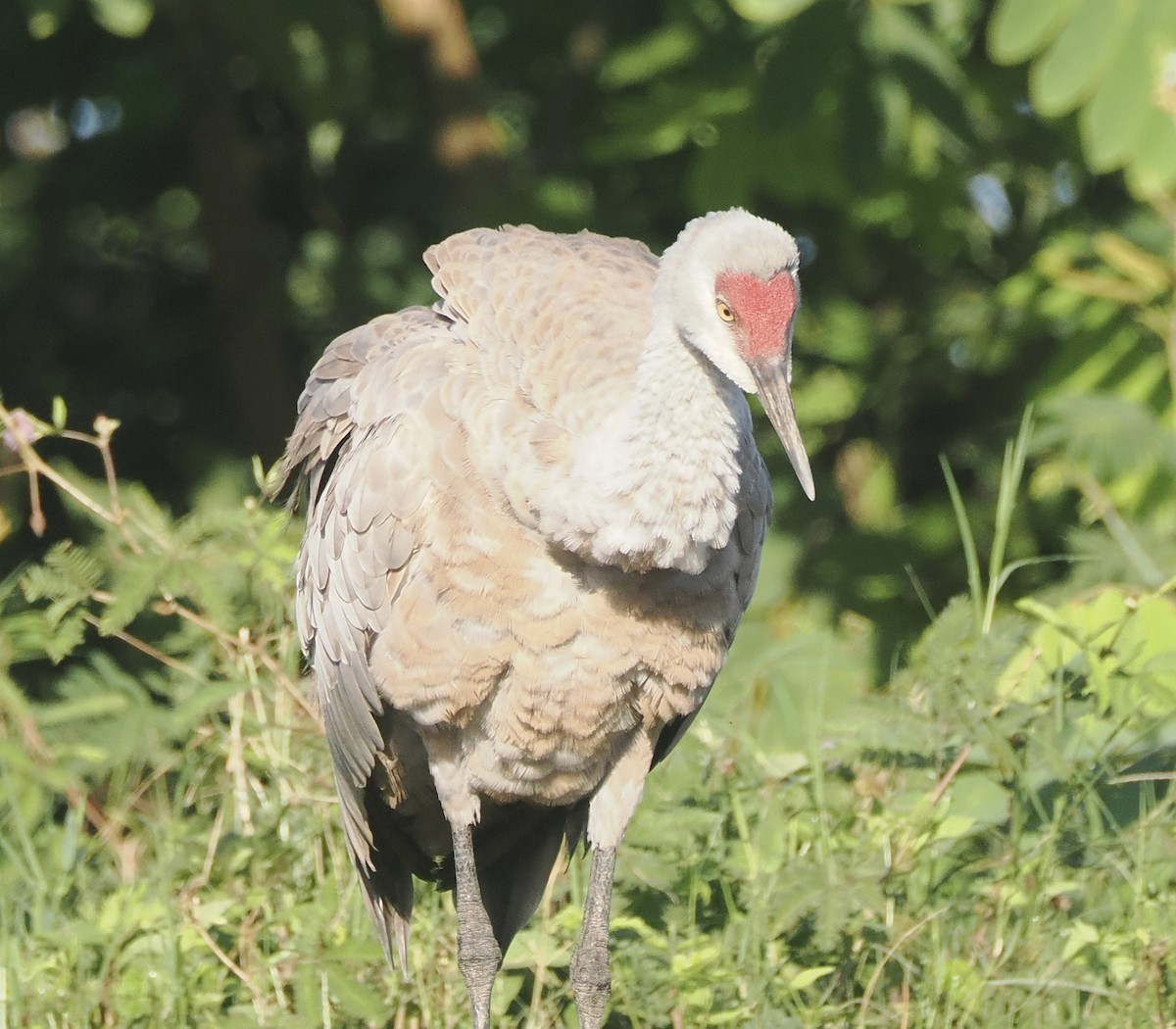 Sandhill Crane (Lesser) - ML645283429