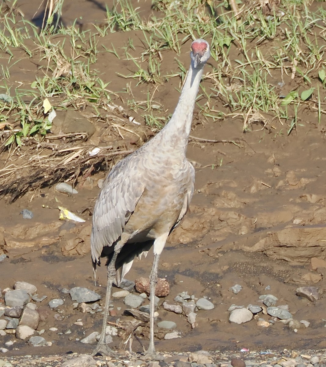Sandhill Crane (Lesser) - ML645283430