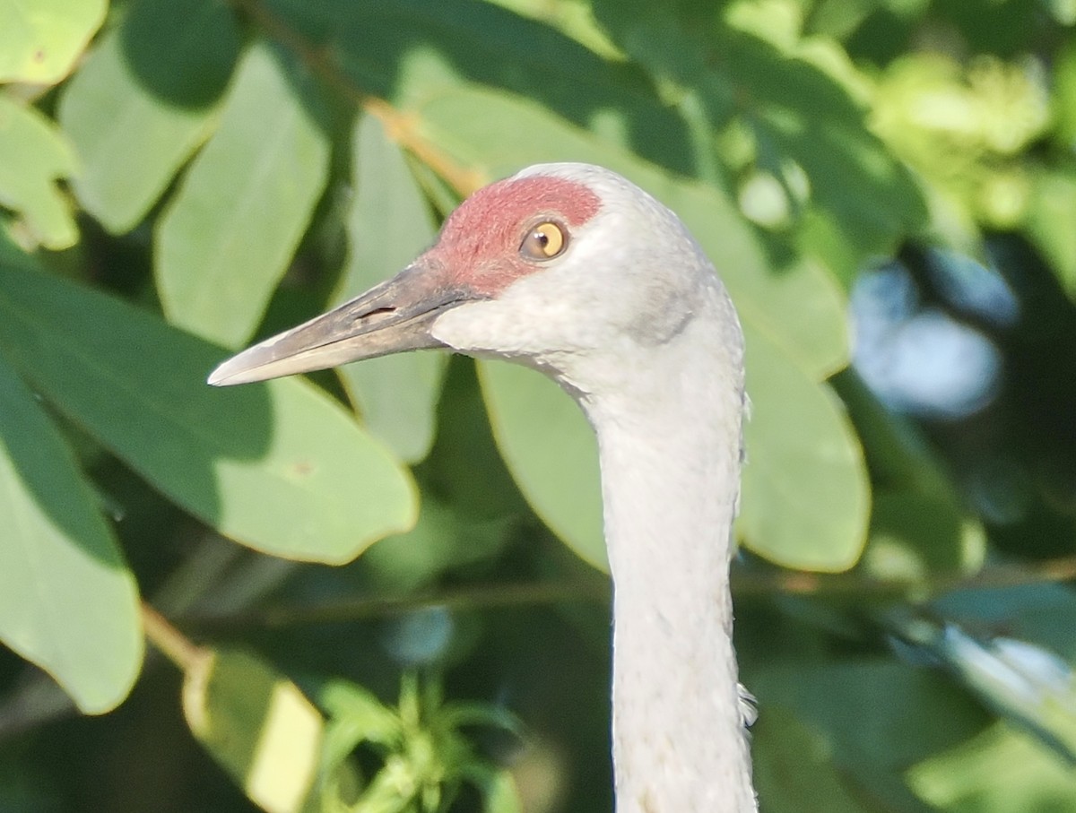 Sandhill Crane (Lesser) - ML645283431