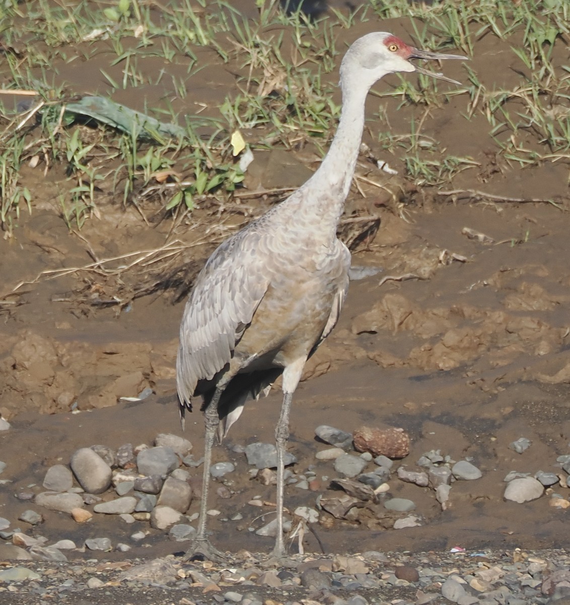 Sandhill Crane (Lesser) - ML645283433