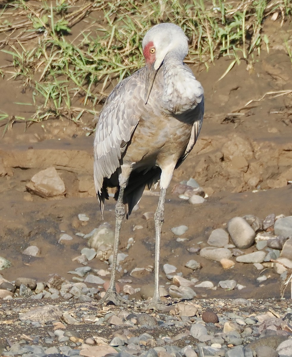 Sandhill Crane (Lesser) - ML645283434