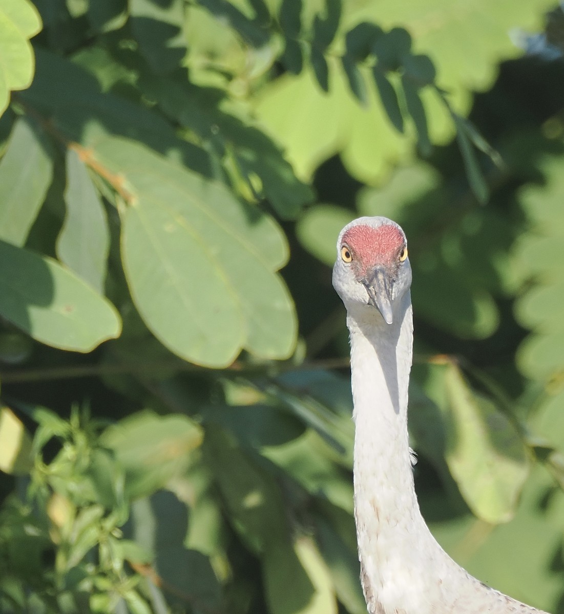 Sandhill Crane (Lesser) - ML645283435