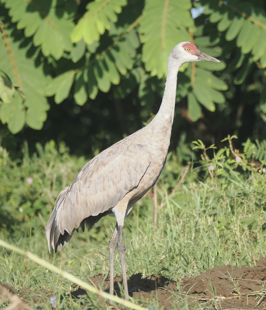 Sandhill Crane (Lesser) - ML645283436
