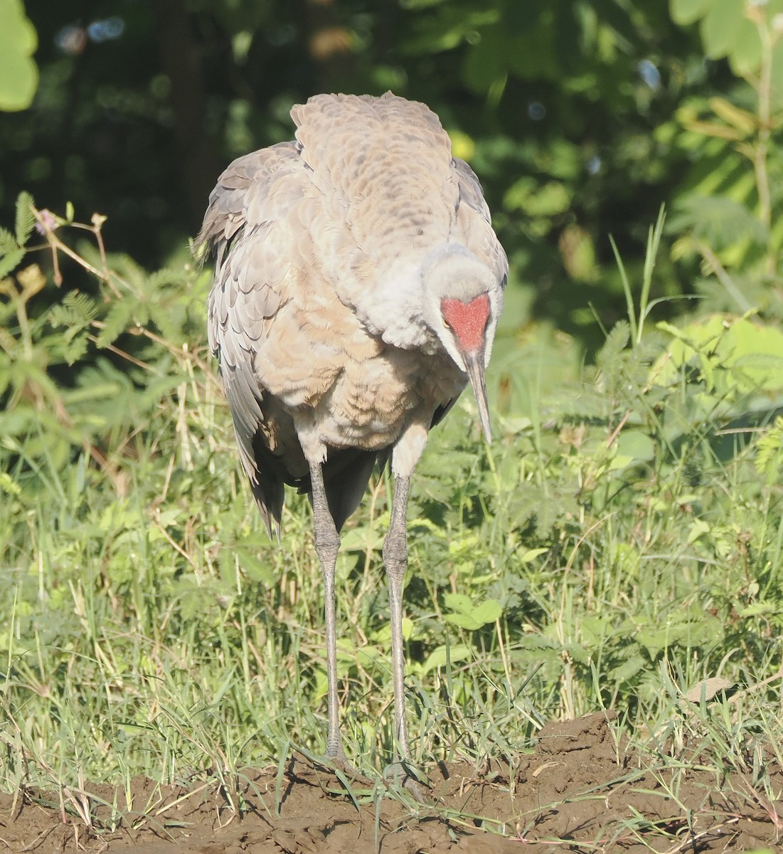 Sandhill Crane (Lesser) - ML645283437