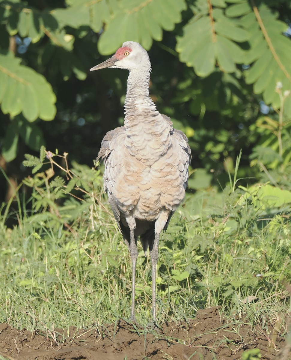 Sandhill Crane (Lesser) - ML645283438