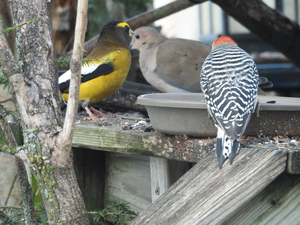 Evening Grosbeak - ML645283442