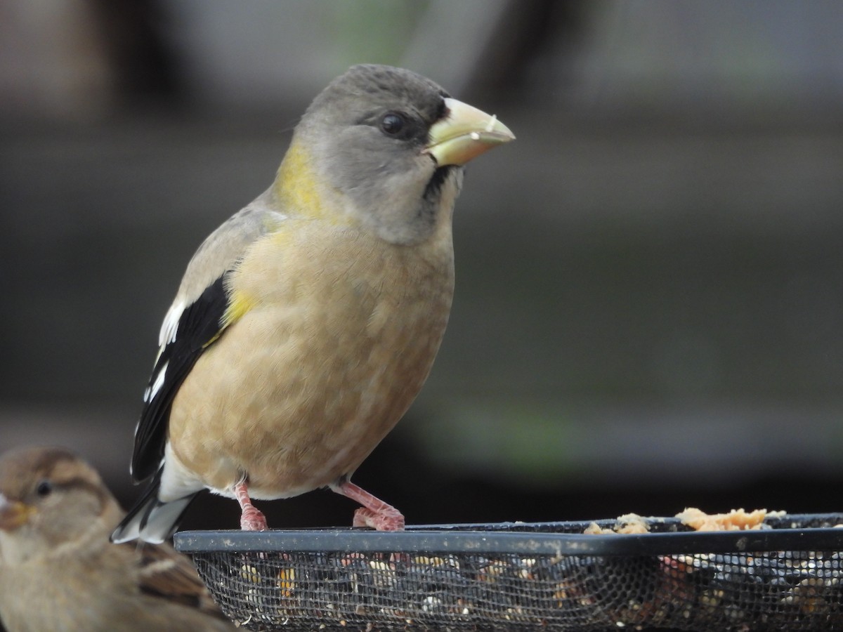 Evening Grosbeak - ML645283443