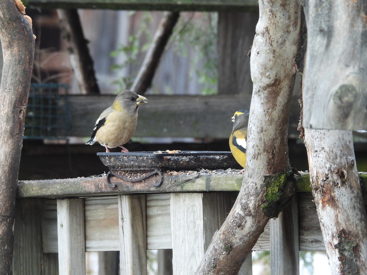 Evening Grosbeak - ML645283444