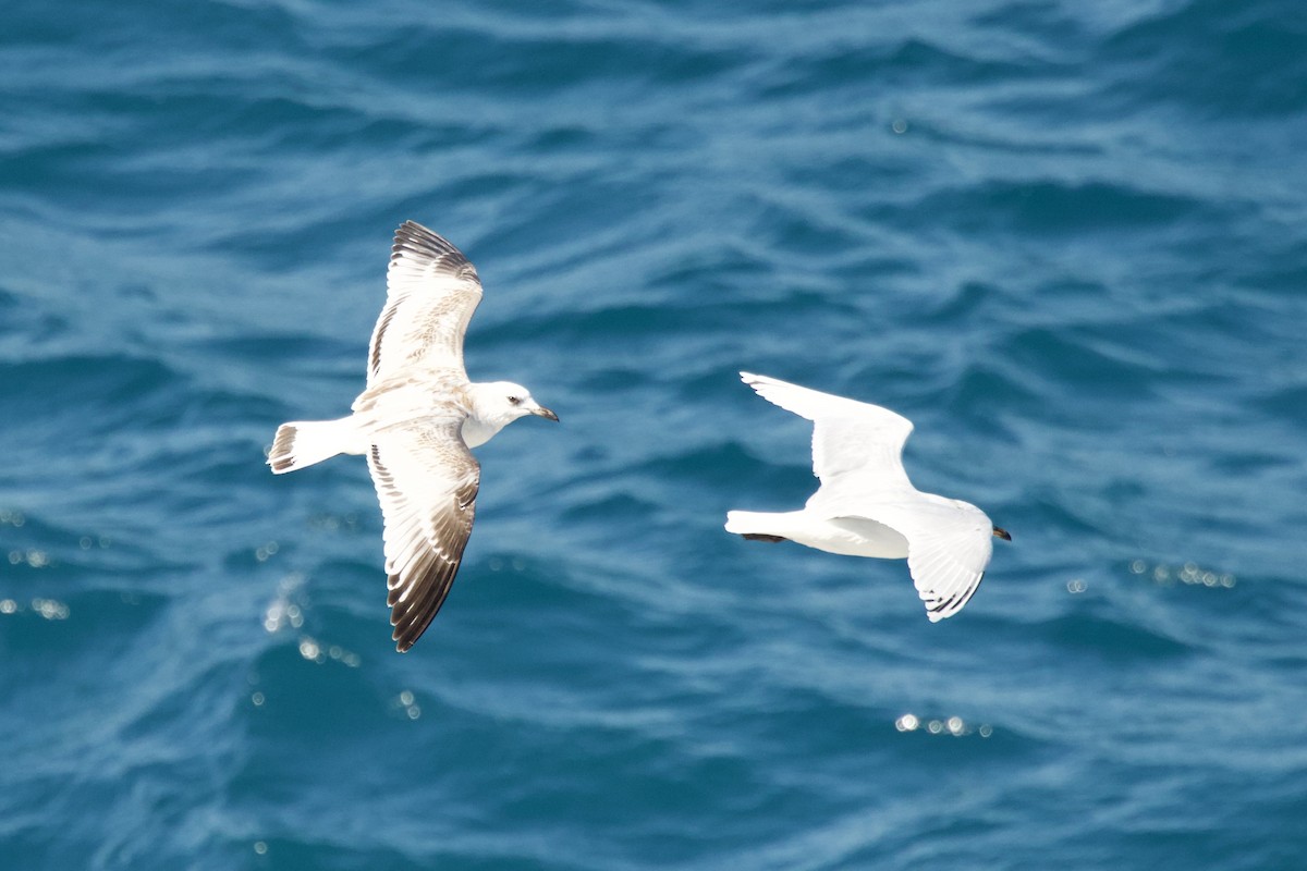 Mediterranean Gull - ML645283449