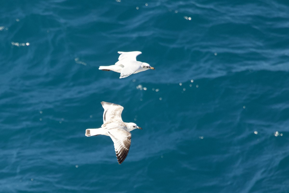 Mediterranean Gull - ML645283450