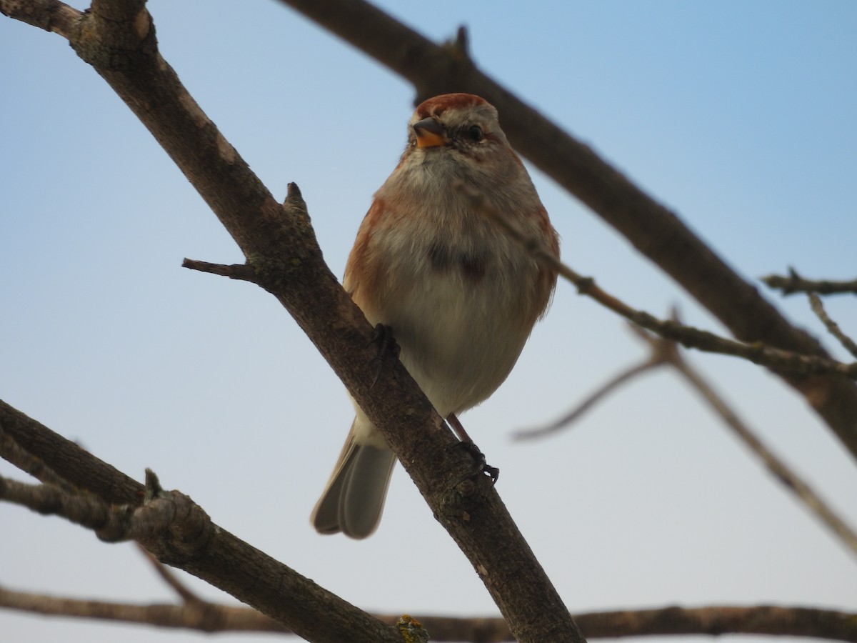 American Tree Sparrow - ML645283452