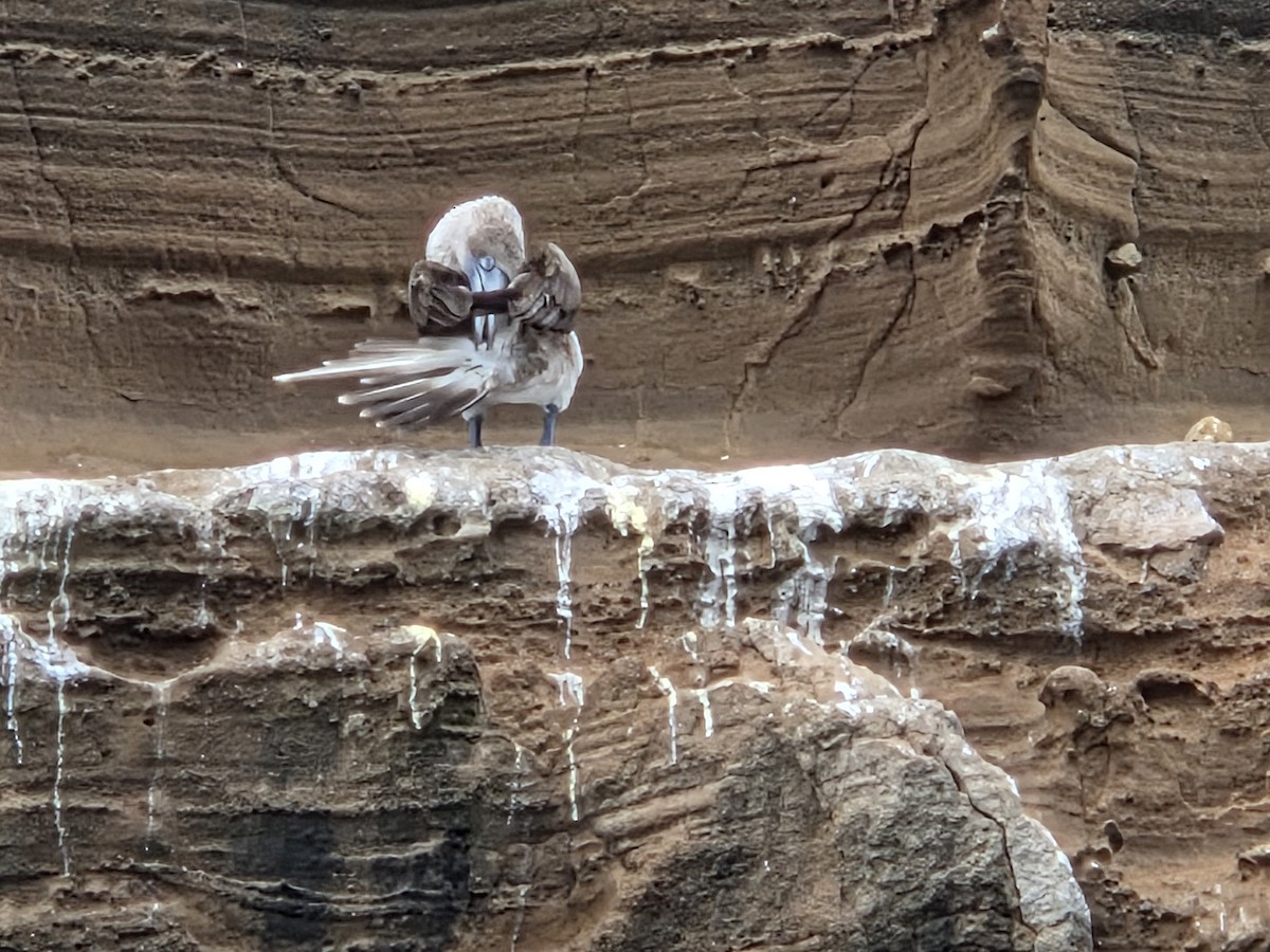 Blue-footed Booby - ML645283463