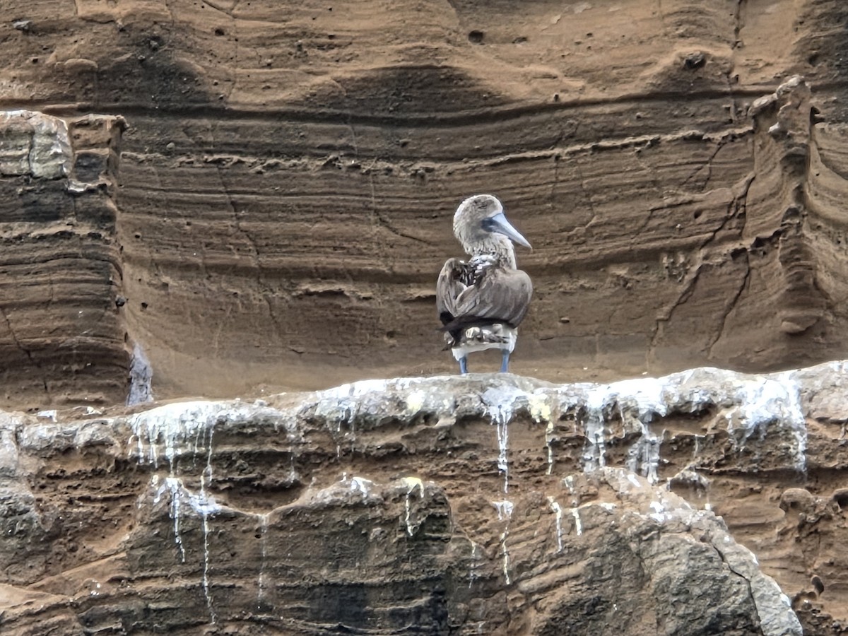 Blue-footed Booby - ML645283464