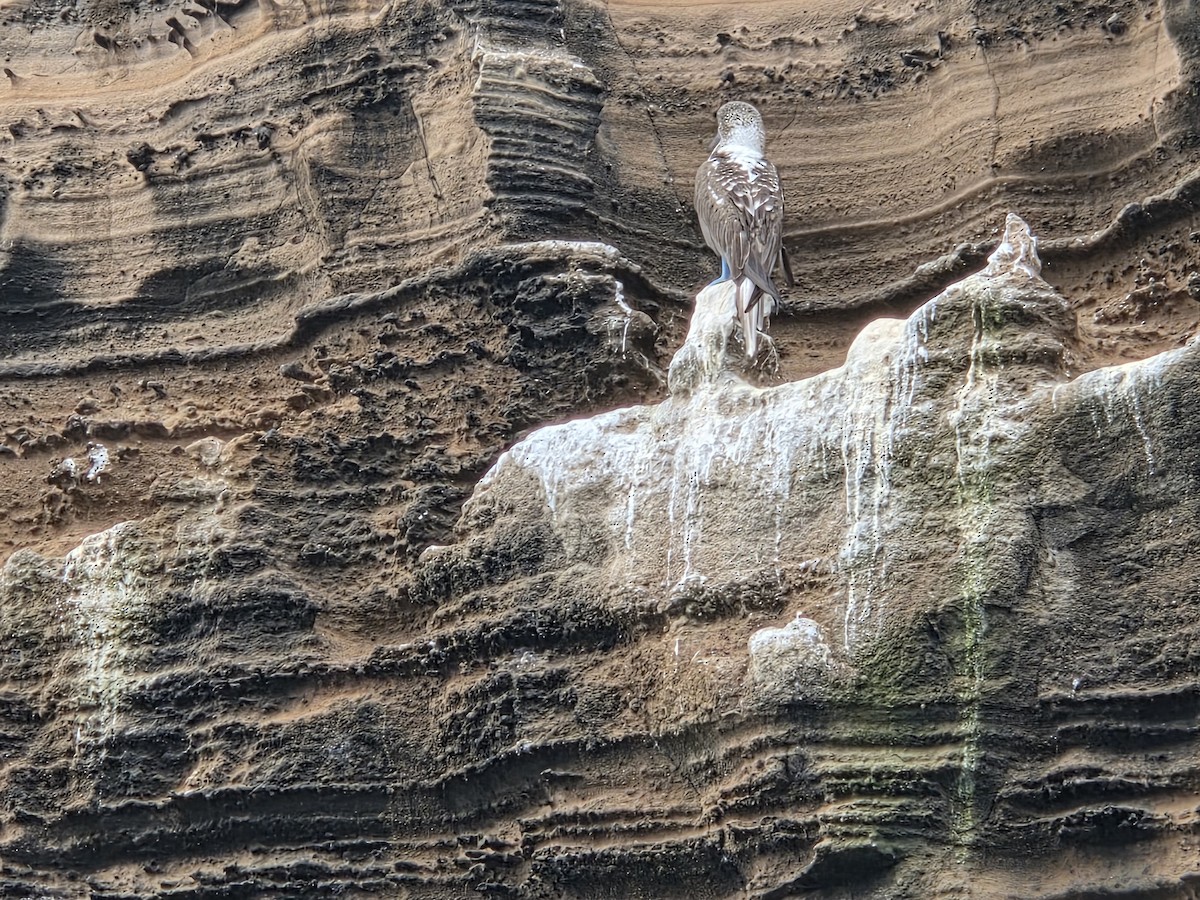 Blue-footed Booby - ML645283465