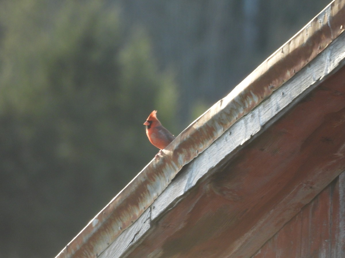 Northern Cardinal - ML645283468