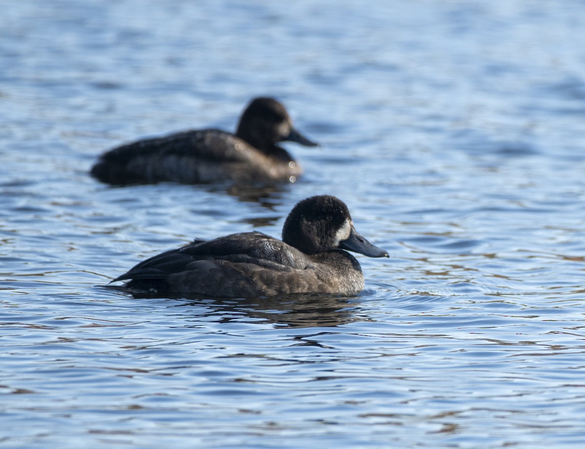 スズガモ - ML645283474