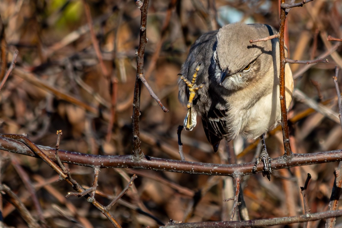Northern Mockingbird - ML645283476