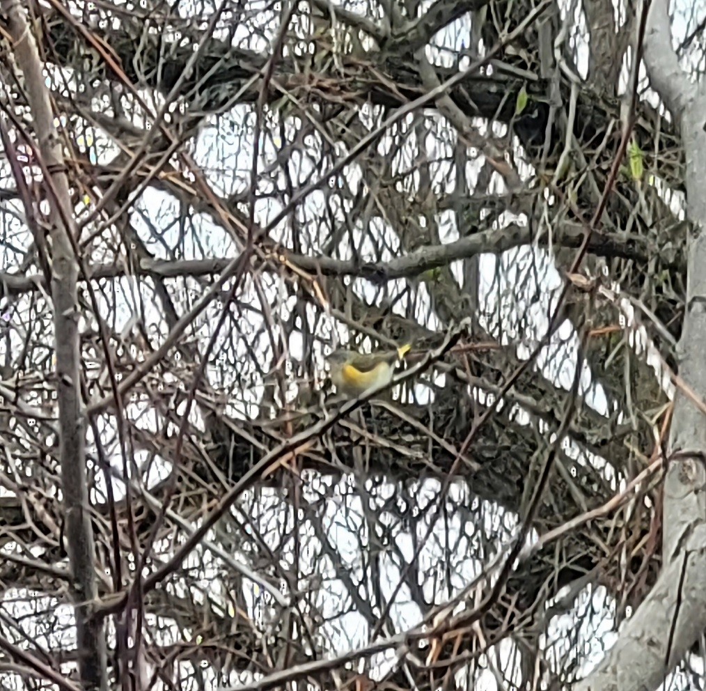 סבכון חכלילי - ML645283483