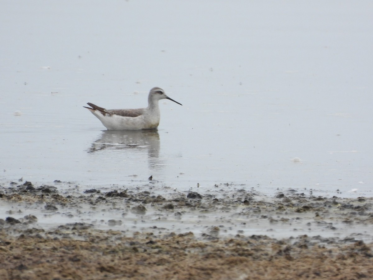 lyskonoh dlouhozobý - ML645283491