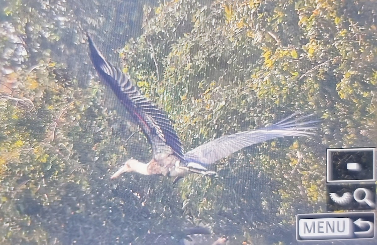 חסידה לבנת-גרון אפריקאית - ML645283504