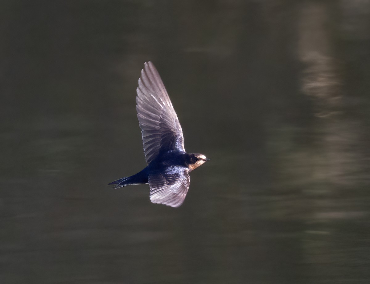 Barn Swallow - ML645283508