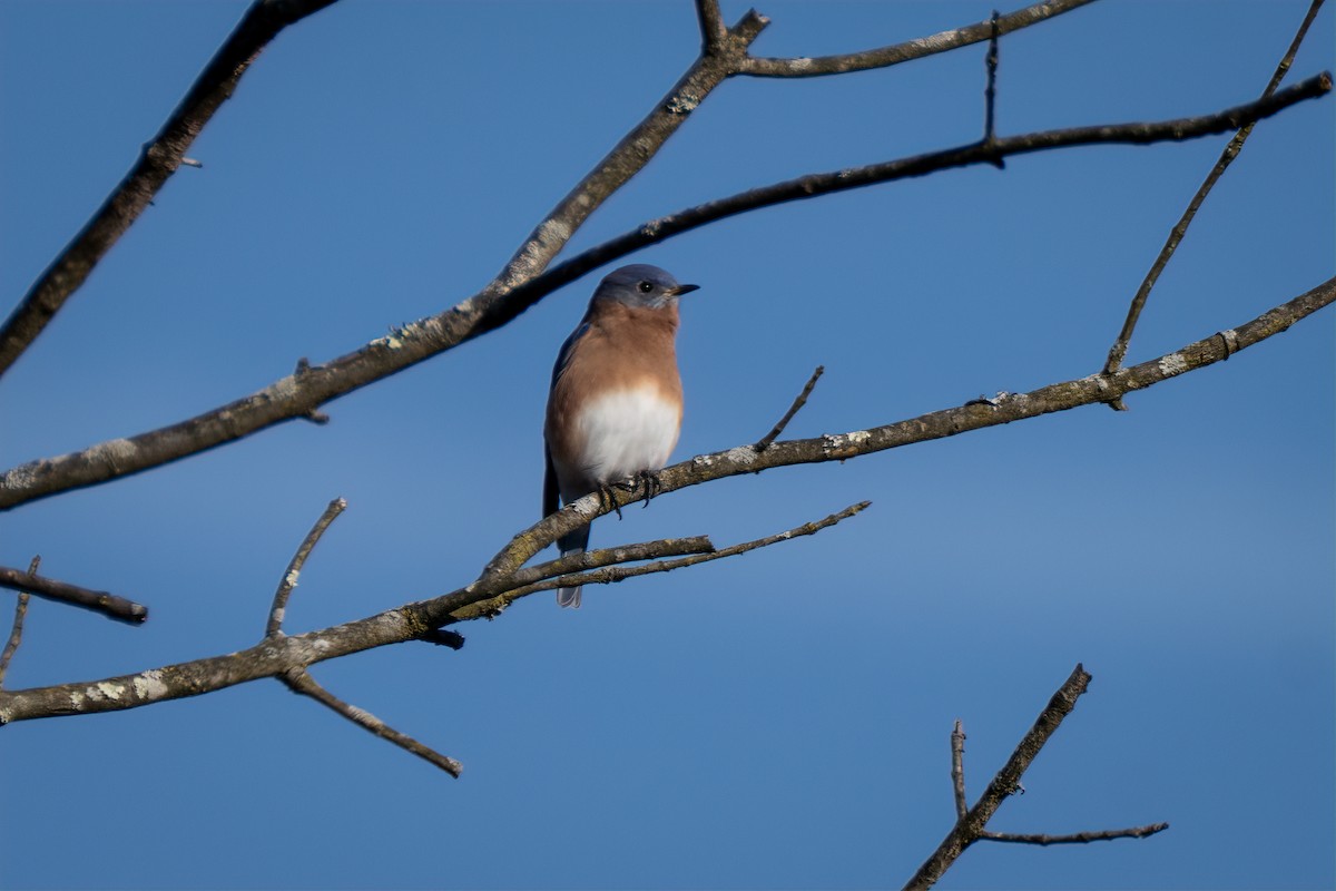 Eastern Bluebird - ML645283509