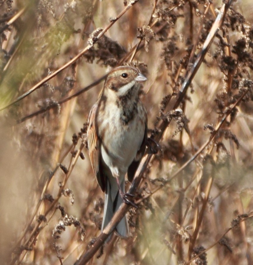 Reed Bunting - ML645283520