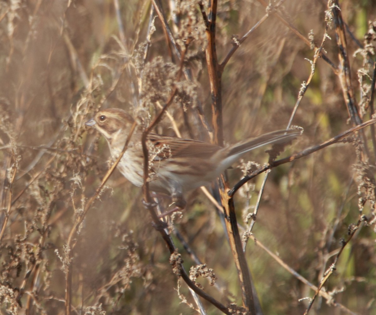Reed Bunting - ML645283524