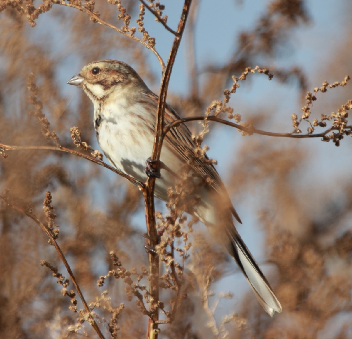 Reed Bunting - ML645283528