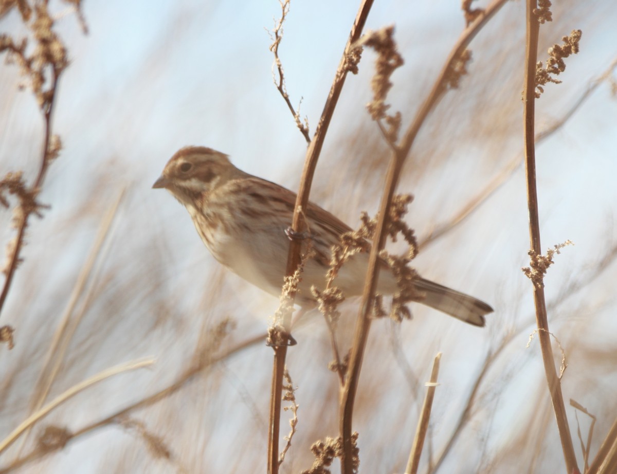 Reed Bunting - ML645283530