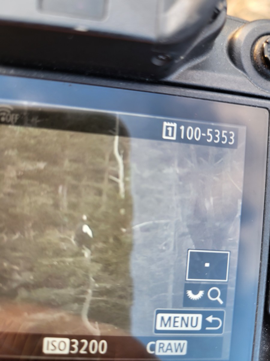 Steller's Sea-Eagle - ML645283532