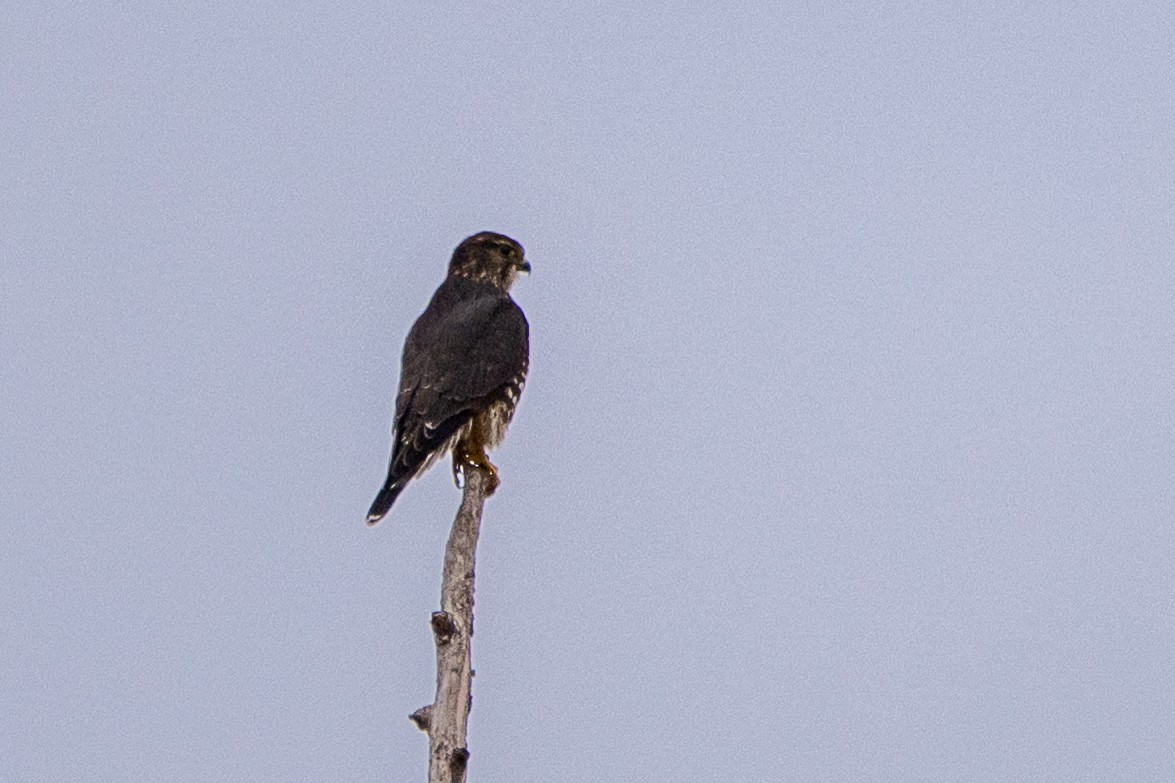 Merlin - ML645283538