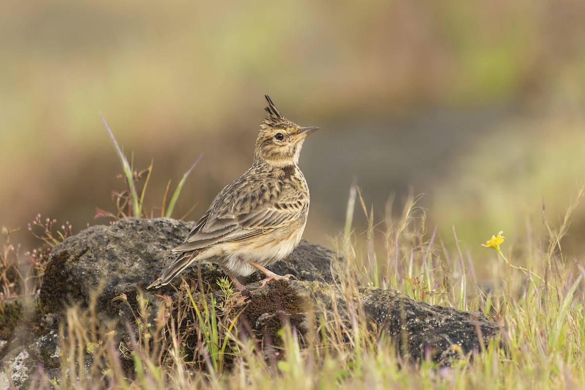 Malabar Lark - ML645283552