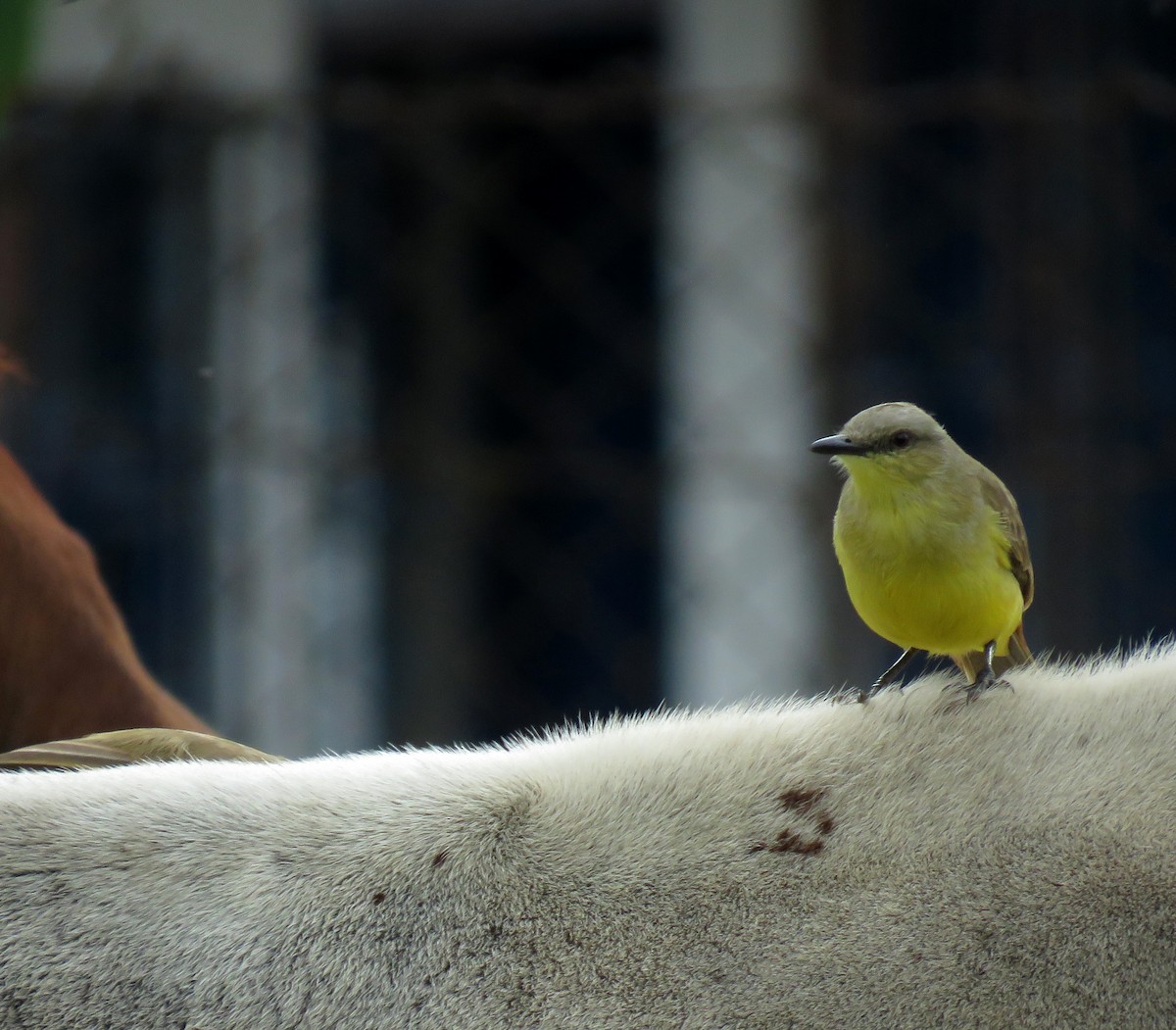 Cattle Tyrant - ML645283563