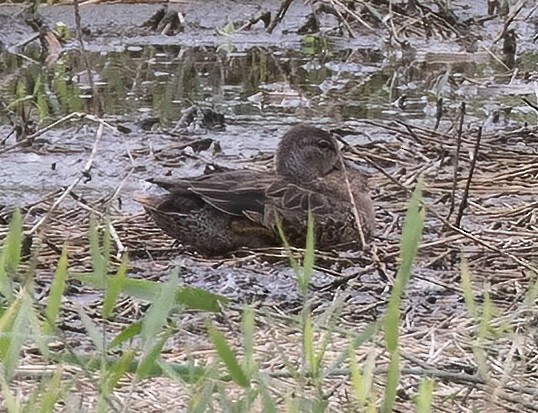 Blue-winged Teal - ML645283565