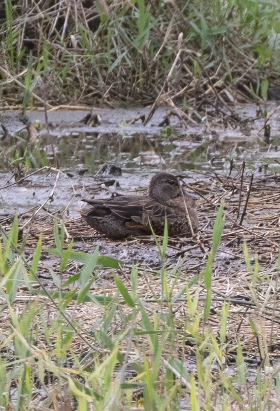 Blue-winged Teal - ML645283566