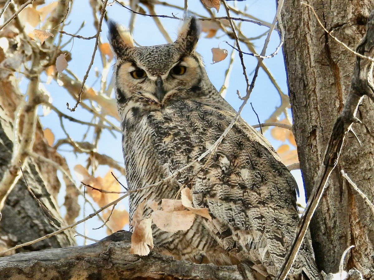 Пугач віргінський - ML645283576