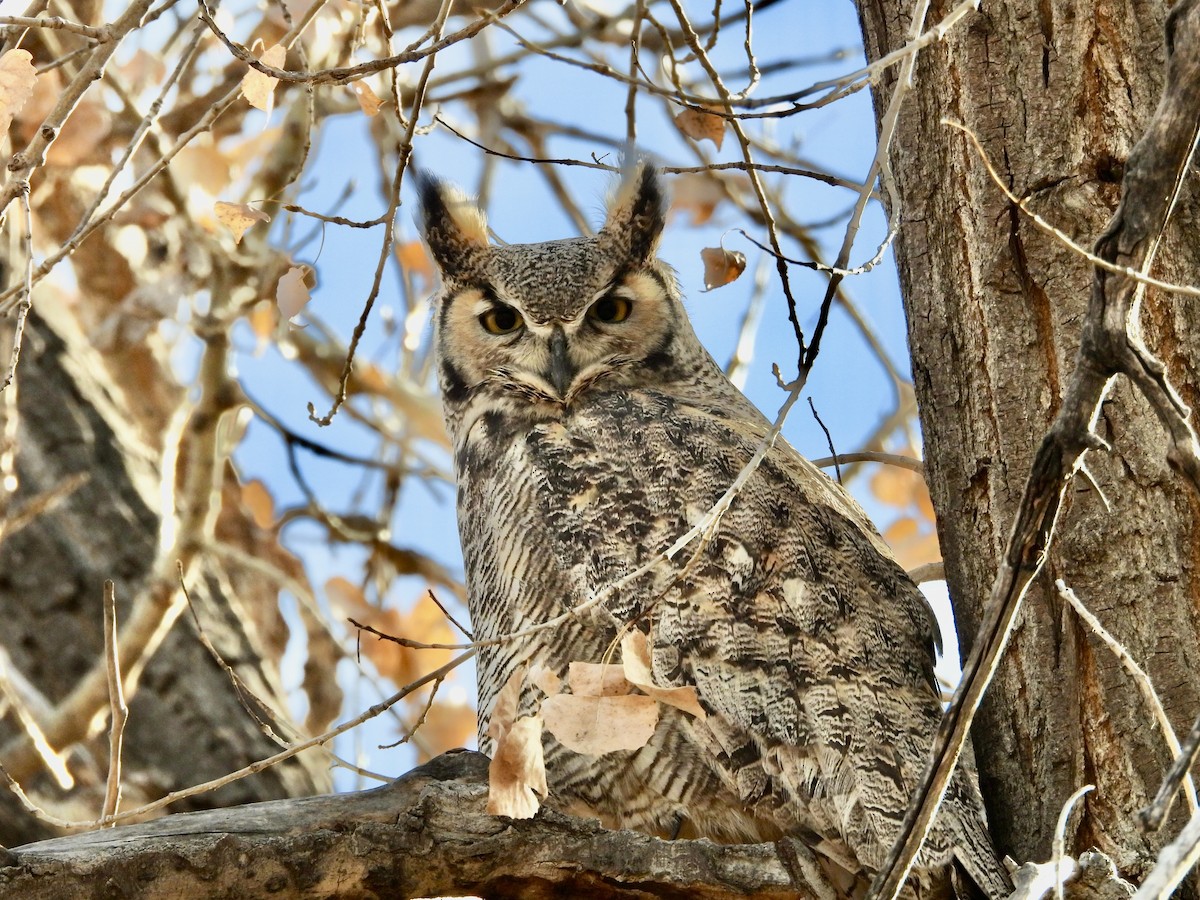 Пугач віргінський - ML645283577