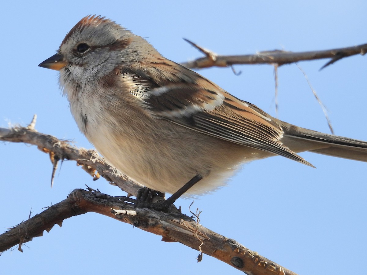 Пасовник північний - ML645283599