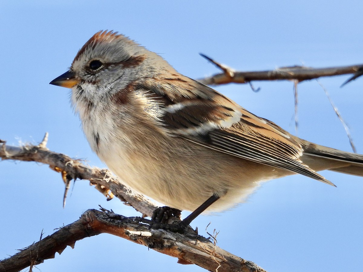 Пасовник північний - ML645283600