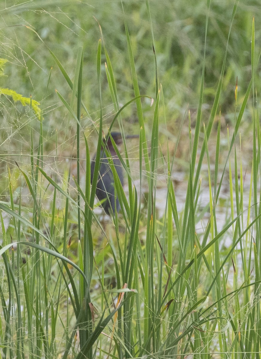 Green Heron - ML645283613