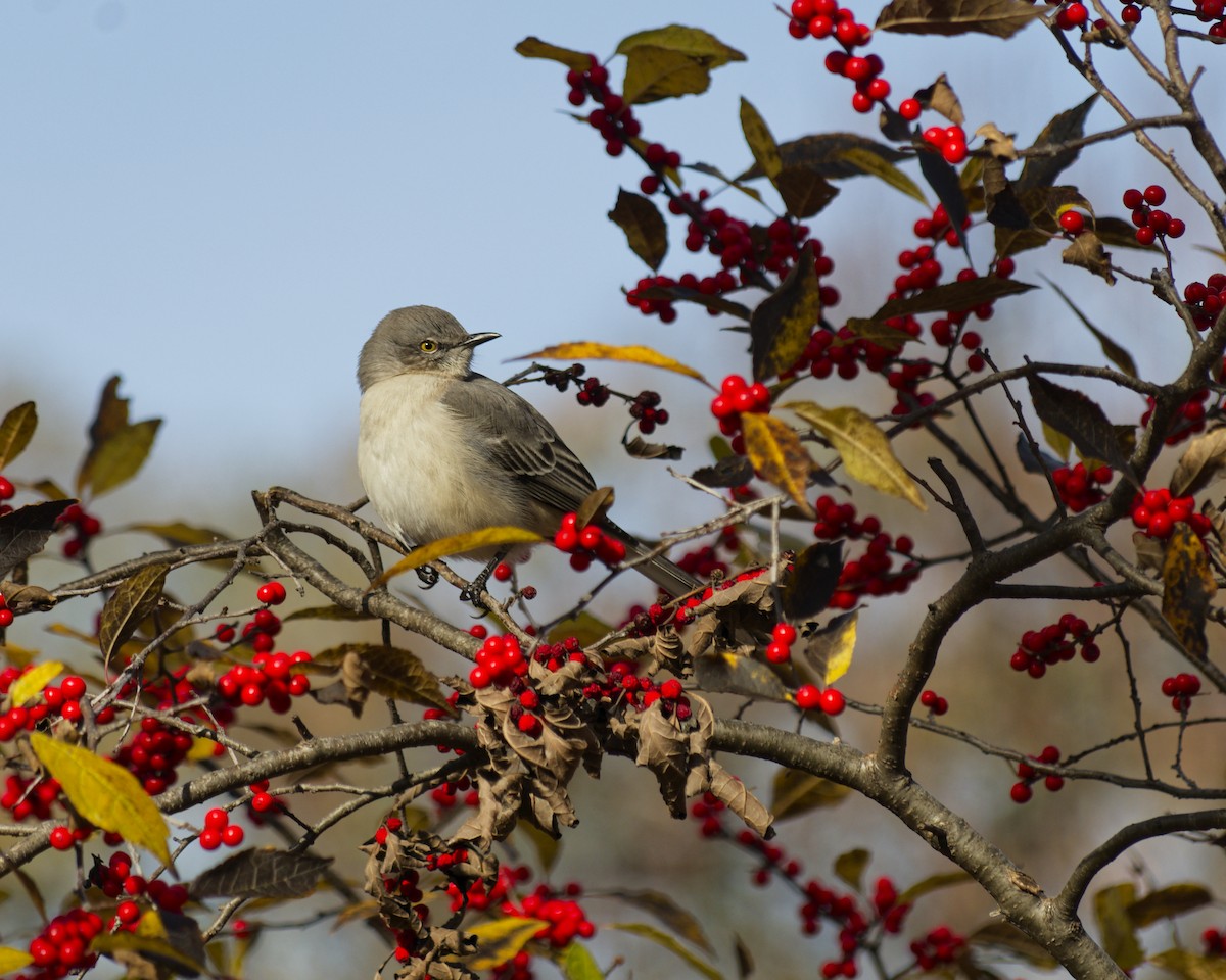 Northern Mockingbird - ML645283618